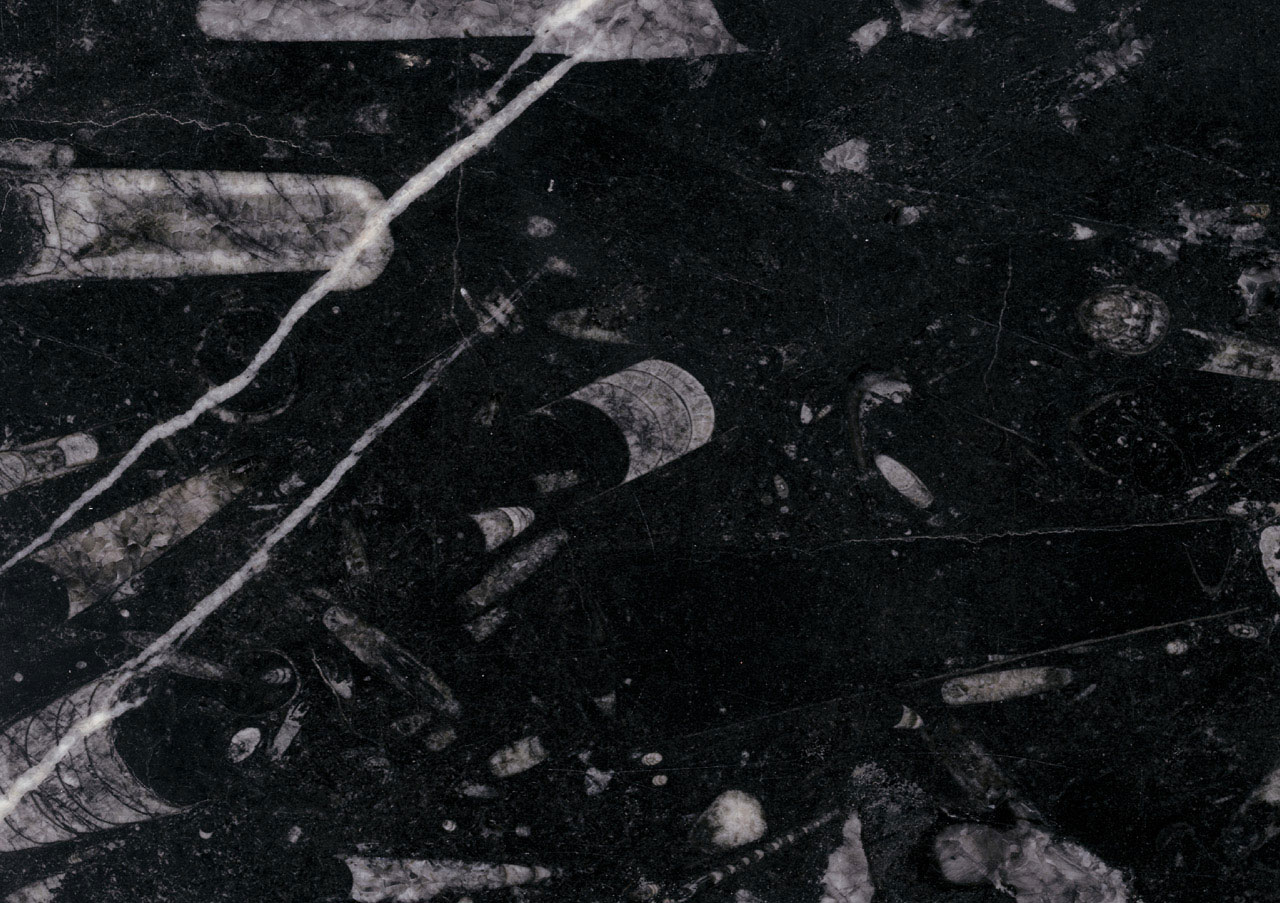 Fossil Black - View 1