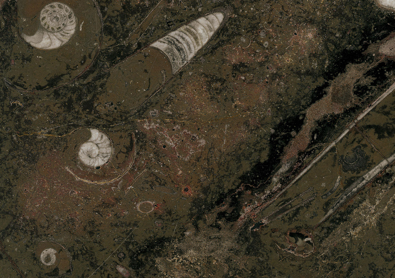 Fossil Brown - View 1