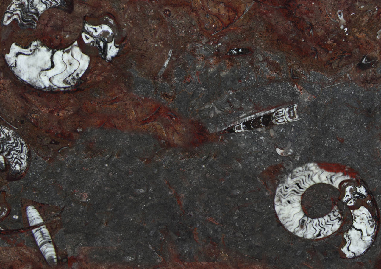 Gran Fossil - View 1