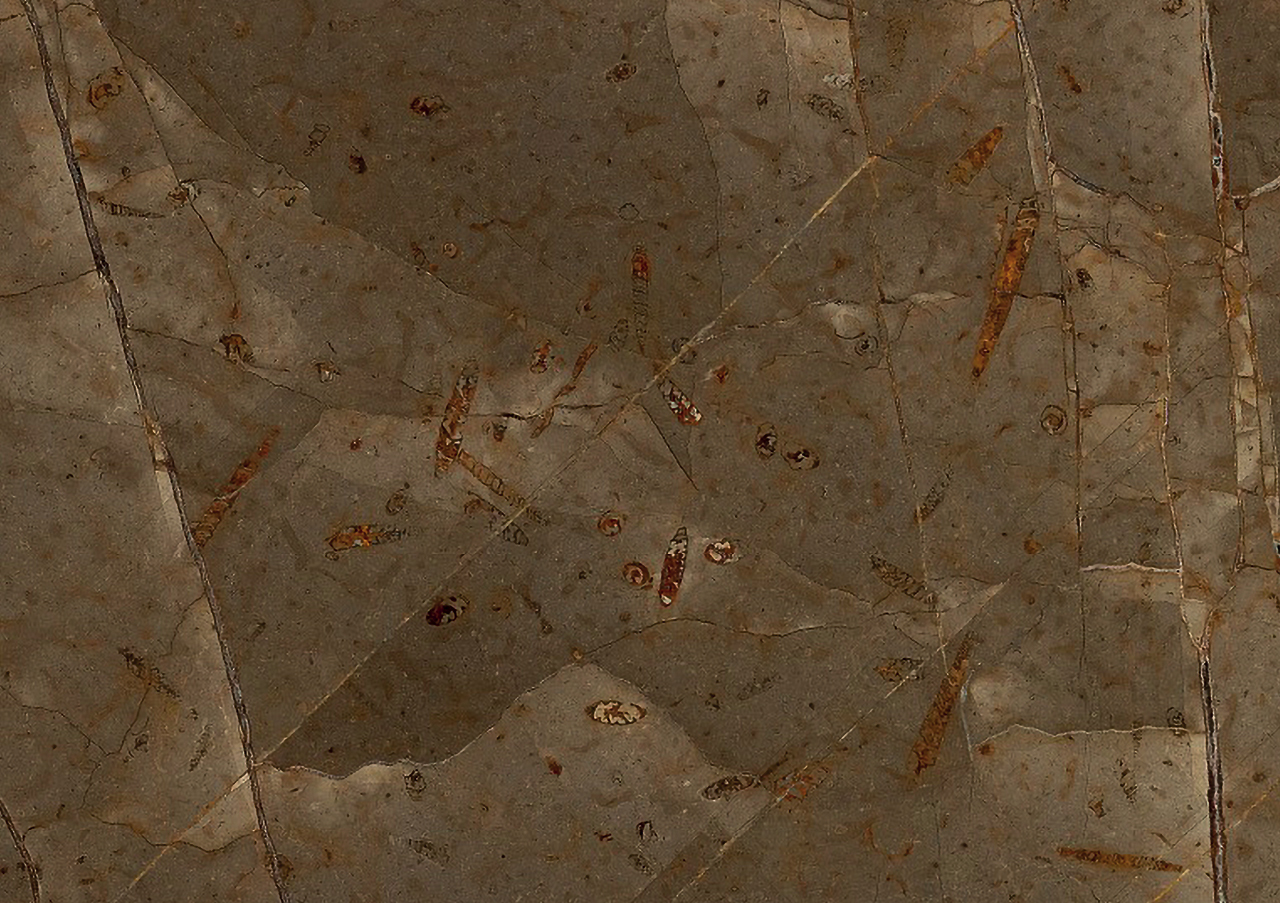 Jurassic Brown - View 1