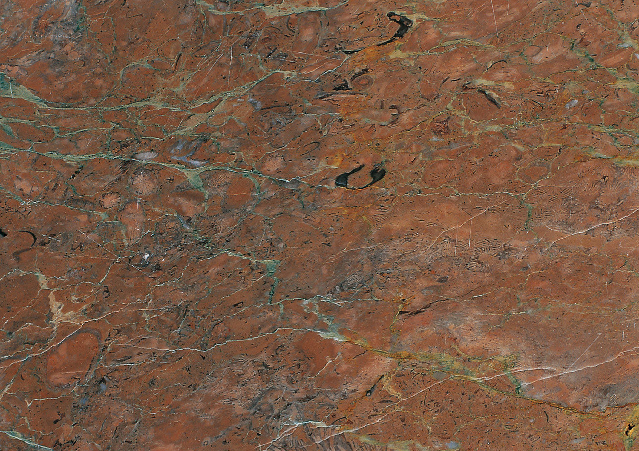 Rosa Doucquesa Scura - View 1