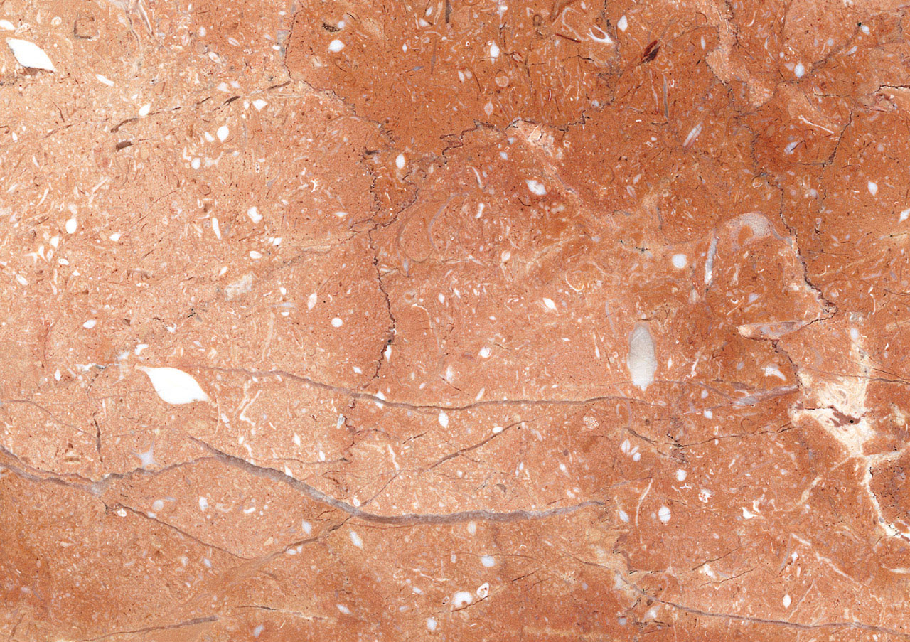 Rosa Mirage - View 1