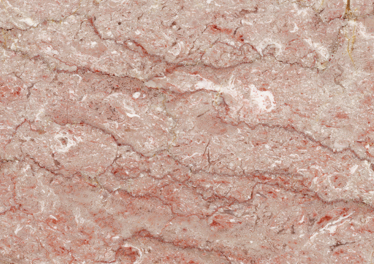 Rosa Tea Persiano - View 1