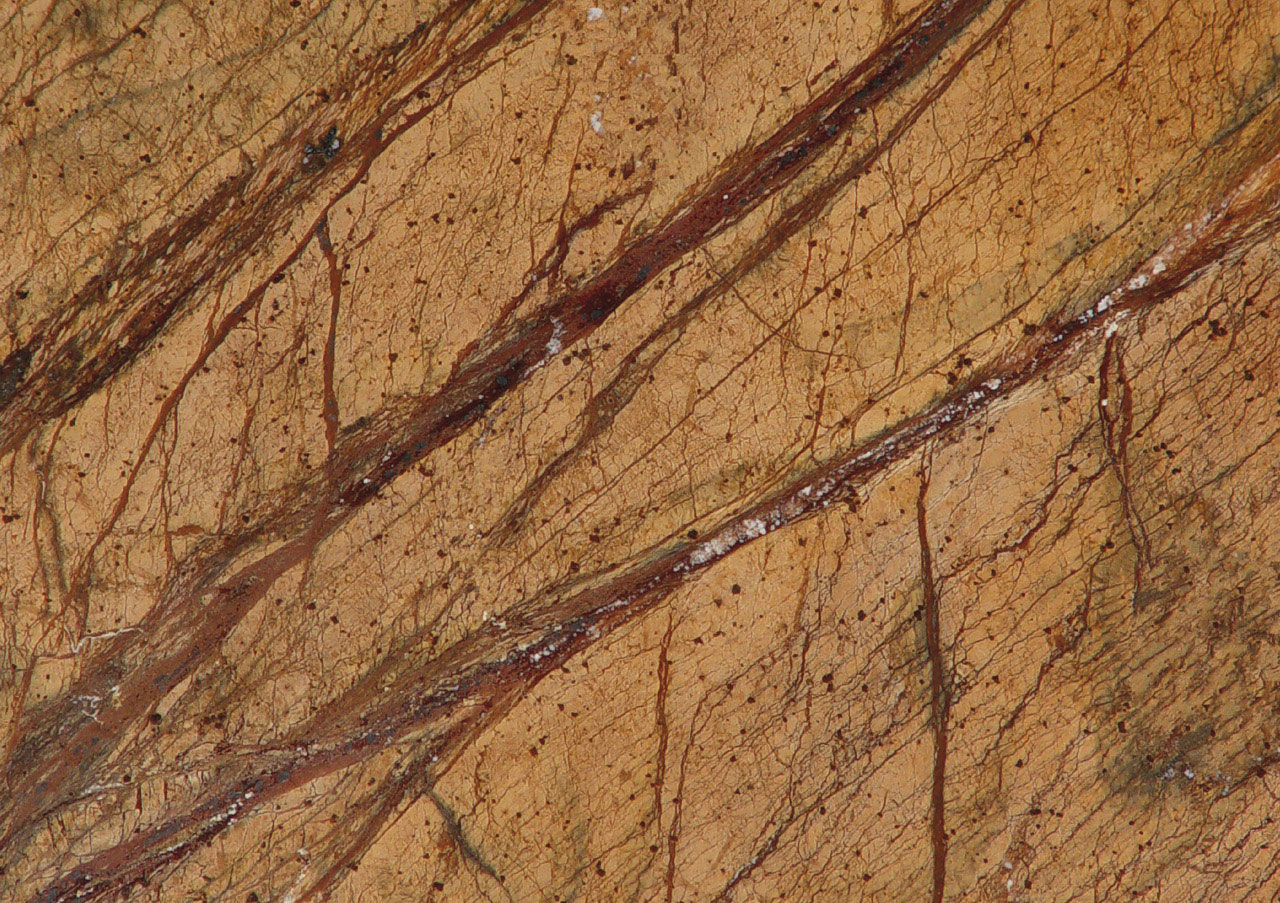 Yellow Root - View 1